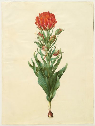 Tulipa gesneriana da Johannes Simon Holtzbecker